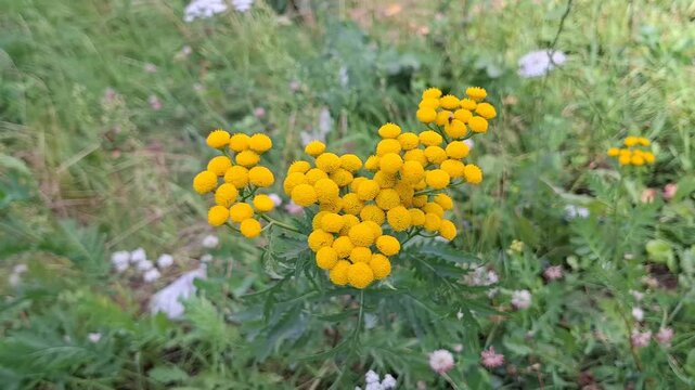 Yellow common tansy flowers blooming outdoors in a green summer meadow, wildflower botany, herbal medicine, natural remedies.