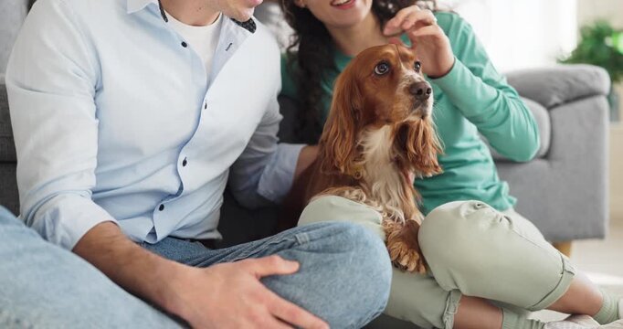 Couple with spaniel dog indoors sitting together. They relax at home on the floor, pet and bond, sharing family love in a living room. Symbolizes home comfort and companionship every day.