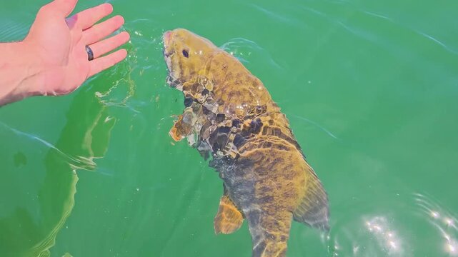Freshly caught smallmouth bass floats at the surface in slow motion as the angler prepares to let go, with bright sunlight, water ripples, and outdoor catch and release action.