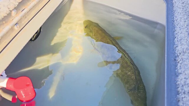 Smallmouth bass held in a bass boat live well after capture, showing golden back, water ripples, gray interior, and freshwater catch care for anglers.