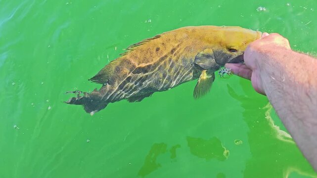 Close view of smallmouth bass being revived at the water surface before release, with angler hand holding the mouth, green lake background, and ethical fishing care.