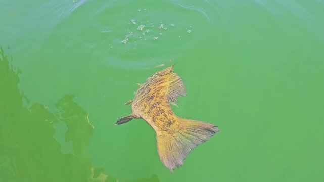Angler releases a smallmouth bass from hand into clear green lake water, with fish motion, bubbles, and shimmering surface patterns during outdoor fishing recreation.