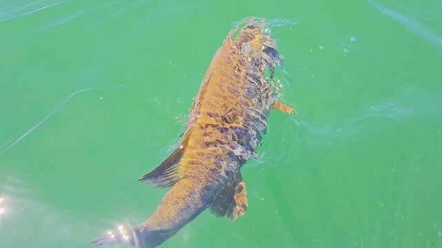 Hand lets go of a smallmouth bass in clear lake water, capturing the fish swimming off, water rings spreading, and responsible angling catch and release practice.