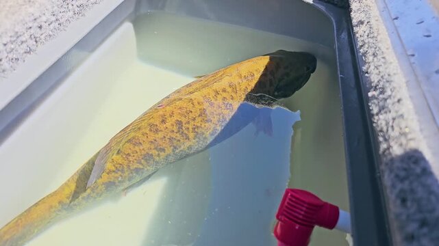 Freshly caught smallmouth bass swims in a gray boat live well, with bright water reflections, golden scales, and freshwater angler catch care on a sunny day.