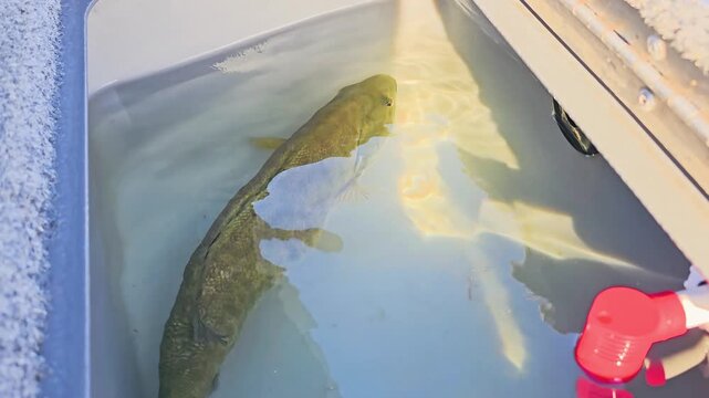 Smallmouth bass swims beneath the surface in a boat live well, with distorted reflections, sunlit scales, and calm water inside a gray fishing compartment.
