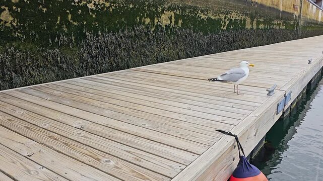 Single seagull standing on a weathered pier by the water, with gray wings, yellow beak, black tail feathers, wooden dock lines, and nautical coastal wildlife setting.