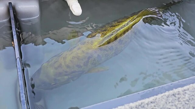 Freshly caught smallmouth bass moves through an open boat live well, showing bronze body, calm water, carpeted deck, and outdoor freshwater angling preparation.