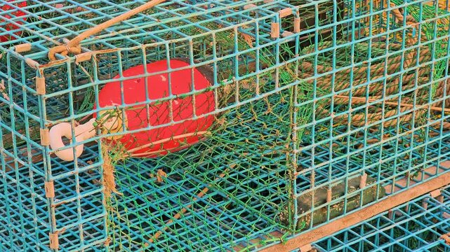 Colorful lobster trap cages fill the frame on a dock, with blue wire mesh, tangled green net, weathered ropes, and red buoy for New England commercial fishing videos.