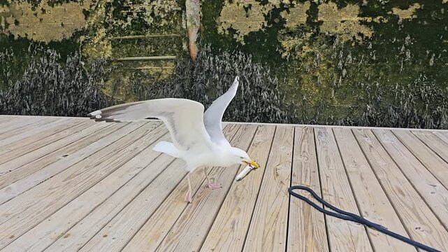 Close-up of a seagull landing on a marina dock with a fish in its beak, then feeding on the catch near a weathered seawall, showing dramatic seabird hunting action by the water.