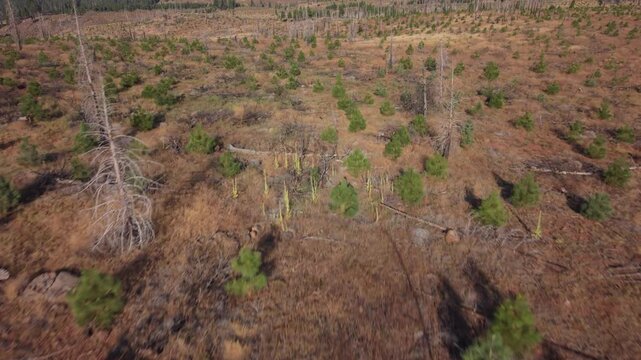 Aerial overflight of the Hog Fire (2020) burn scar, Lassen County, California, showing forest litter, sporadic burned snags, seedlings from replanting efforts.