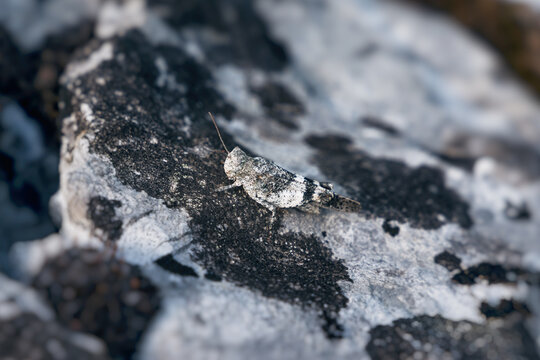 Grasshopper perfectly camouflaging on a patterned rock, blending into the natural environment with remarkable mimicry