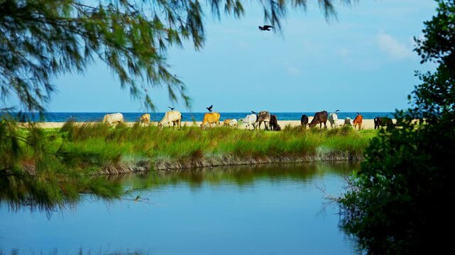 Cattle stand on a distant sandbank beyond a still lagoon, framed by the feathery branches of a casuarina tree on a quiet tropical coast.