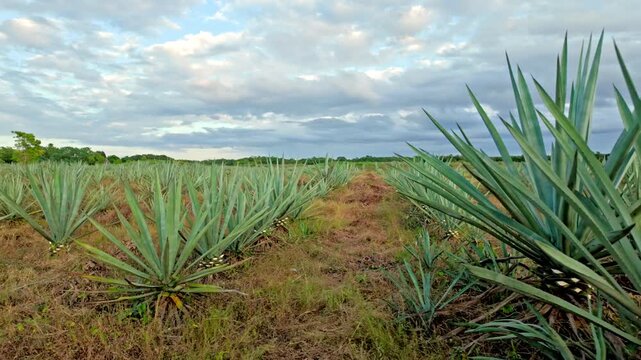 Endless rows of spiky henequen agave stretch across red earth beneath a wide bank of grey clouds on the flat plantation land of the Yucatan peninsula in Mexico, the green gold of the region.