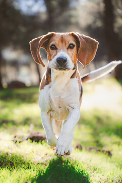 T&iacute;tulo:
Happy beagle dog running towards camera in sunny park outdoors