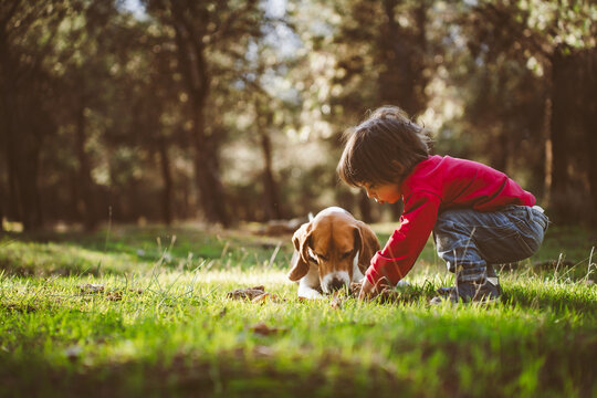 Young boy crouching on grass and bonding with cute beagle 