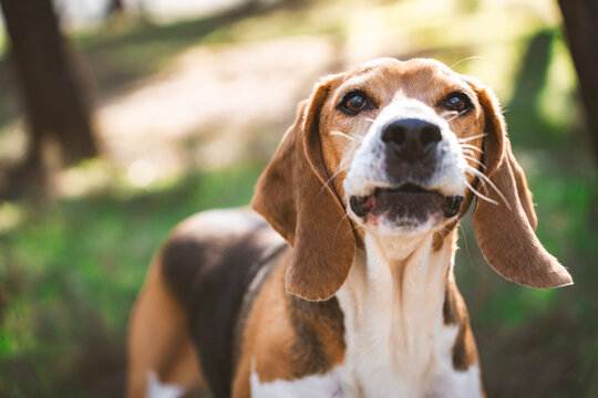 Beagle dog looking directly at camera outdoors in park
