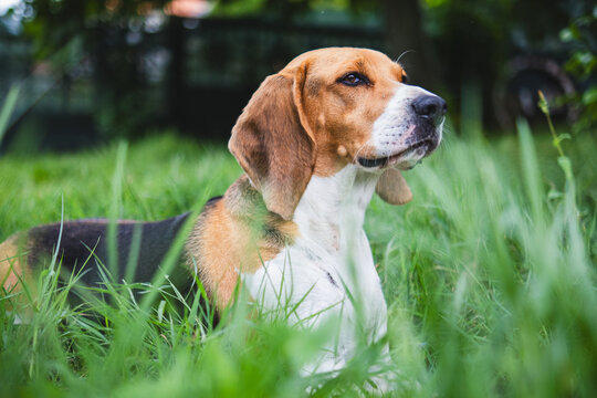Beagle dog lying in tall green grass outdoors looking away