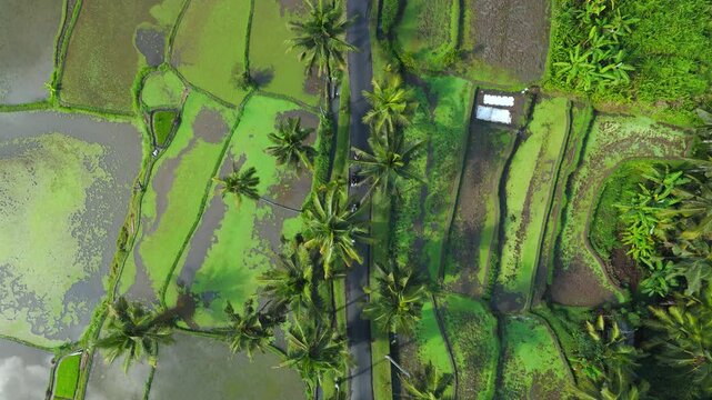 Top-down aerial view, scenic palm road travels near Tibumana Waterfall in Bali, Indonesia, revealing lush tropical agriculture and irrigation
