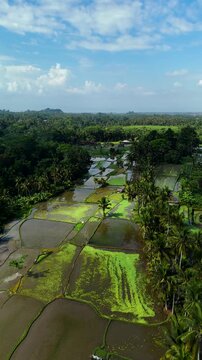 Flooded rice paddies and palm-lined countryside road near Tibumana Waterfall in Bali, Indonesia, revealing lush tropical agriculture and irrigation, vertical aerial panning view