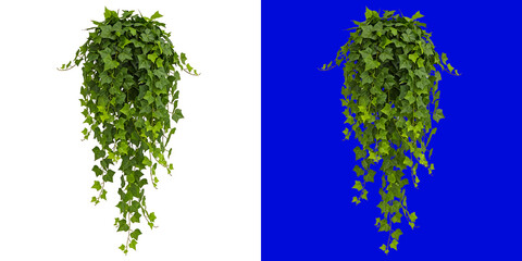 Hanging ivy plant with lush green leaves isolated on a white background, trailing vine for interior decoration and botanical © Design Planer