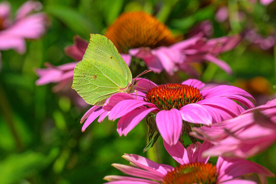 Common brimstone Gonepteryx rhamni visiting blooming purple coneflower Echinacea purpurea.