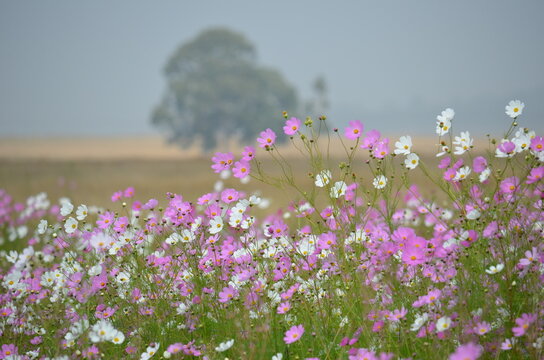 Blooming pink and white cosmos flowers with a lone misty tree in the background, Highveld, South Africa