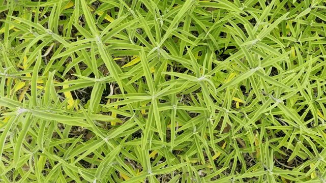 Close up view showing dense green foliage with narrow leaves growing naturally in Parque Ahuatlan, Mexico during daylight creating a lush botanical texture and fresh natural scene
