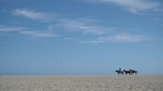 Horses walking across wide sandy beach beneath clear blue sky at Cabo San Lucas Mexico. Minimal coastal landscape shows animals moving along the distant shoreline.