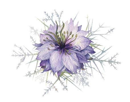 Watercolor illustration of a purple nigella flower. Hand-painted winter illustration of layers of petals and frosty leaves. For stickers, cards, books