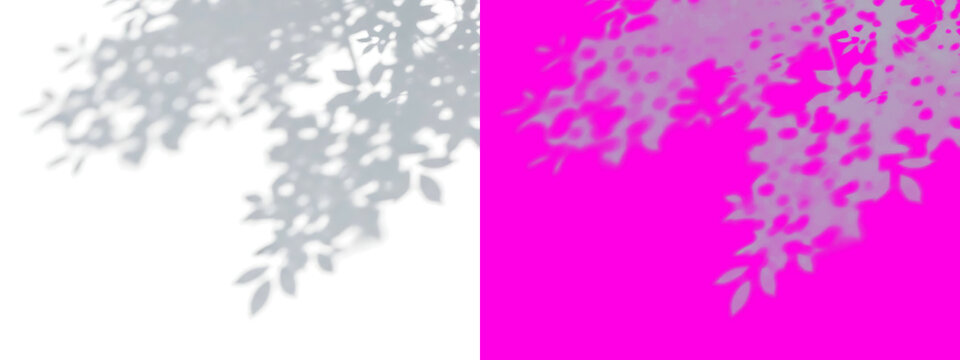 Split screen view showing a grey leafy branch silhouette on a white background, and a soft, grey leafy branch, shadow on a, hot pink background isolated on a transparent background