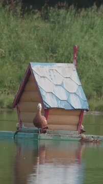 Ruddy shelduck bird sitting on a floating duck house on a quiet pond in summer