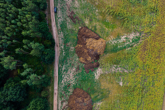 SchwedtOder, Germany - 20 August 2026: Aerial view of a dirt path separating a dense forest from a field of sunflowers with large piles of organic matter.