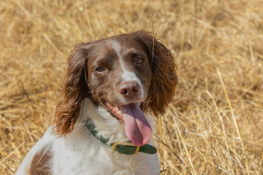Close-up head portrait of a spaniel dog enjoying the outdoors during summer, with a soft natural green background. Happy, healthy dog outside. 