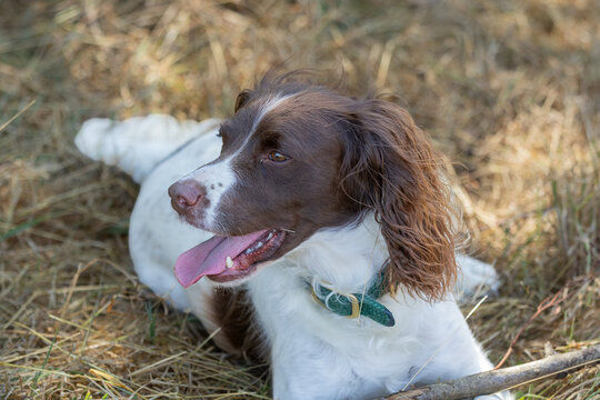 Close-up head portrait of a spaniel dog enjoying the outdoors during summer, with a soft natural green background. Happy, healthy dog outside. 