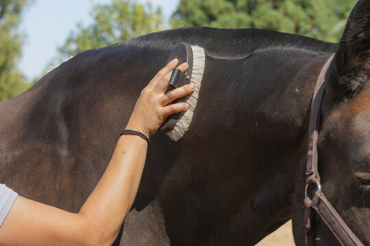 Horse being groomed with a body brush to help remove dust and keep the coat healthy. Equestrian routine. 