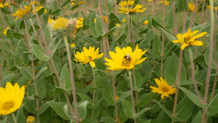 Fototapeta premium Close-up of vibrant yellow wildflowers in bloom at Cape Neddick, Maine, buzzing with a busy bumblebee gathering pollen on a summer day.