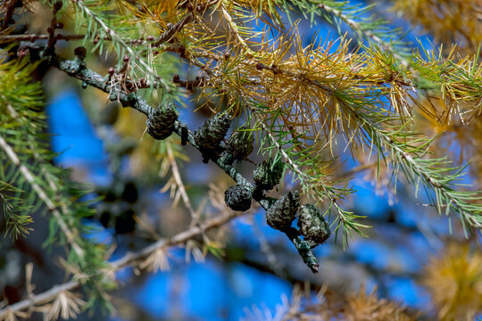 Mature Japanese Larch Cones with Reflexed Scales and Autumn Needles
