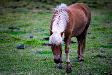 Chestnut Icelandic horse with blonde mane grazing in green meadow field in Akranes Iceland © Oleksandr Kashcheiev