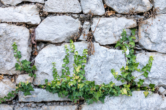 Green vegetation growing among upright grey-white stones.