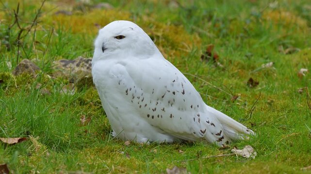 Schneeeule (Bubo scandiacus), sitzt auf der Wiese und beobachtet die Umgebung