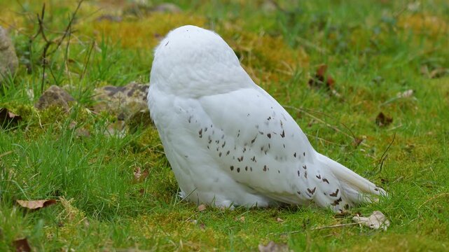 Schneeeule (Bubo scandiacus), sitzt auf der Wiese und beobachtet die Umgebung
