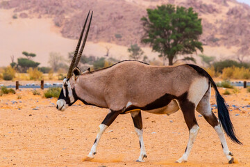 Namibian Oryx © torsti