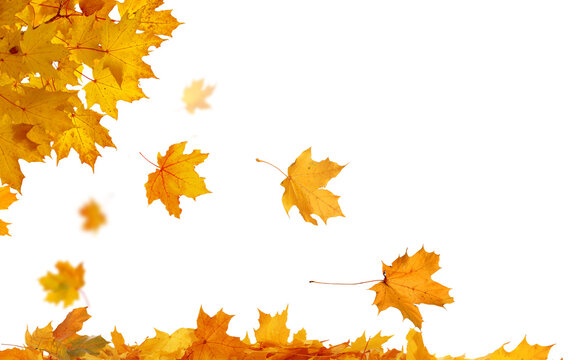 Golden Autumn Foliage. PNG autumn natural yellow leaves 
