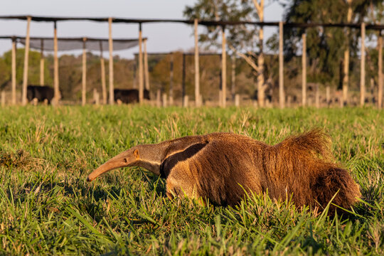 Giant Anteater (Myrmecophaga tridactyla) in the Brazilian Cerrado at Golden Hour