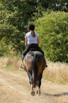 Horse and rider trotting along a field in summer. Horse riding in the countryside. Equestrian lifestyle.