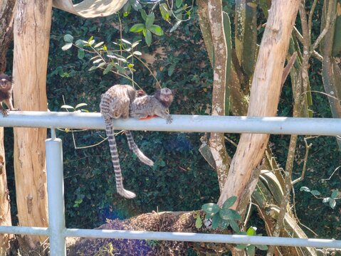 sagui-de-tufos-brancos, esp&eacute;cie Callithrix jacchus, esp&eacute;cie nativa do Nordeste brasileiro facilmente encontrada no Estado de S&atilde;o Paulo, onde &eacute; considerada esp&eacute;cie invasora.