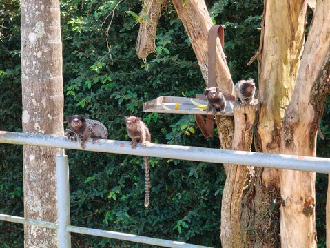 sagui-de-tufos-brancos, esp&eacute;cie Callithrix jacchus, esp&eacute;cie nativa do Nordeste brasileiro facilmente encontrada no Estado de S&atilde;o Paulo, onde &eacute; considerada esp&eacute;cie invasora.
