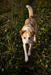 Naklejka premium Pet companionship and animal welfare, dog walking outdoors in natural environment with green grass
