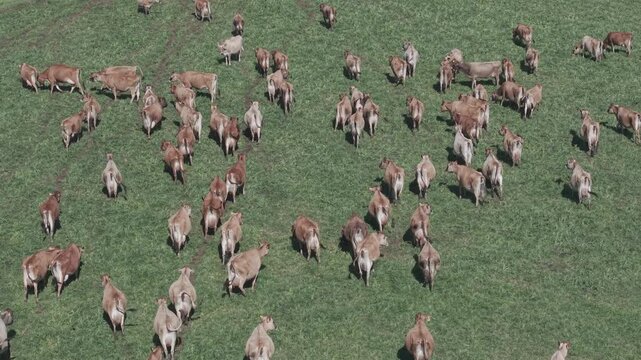 Cattle Farming for Dairy and Beef Production