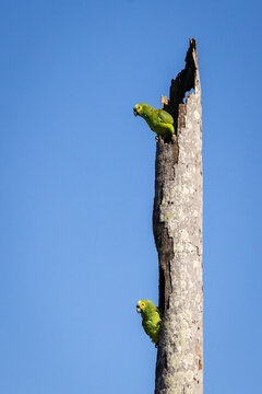 Turquoise-Fronted Amazon Parrot at Nest in Hollow Tree Trunk Against Blue Sky